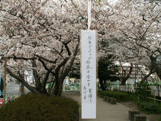 hibasakura06.jpg